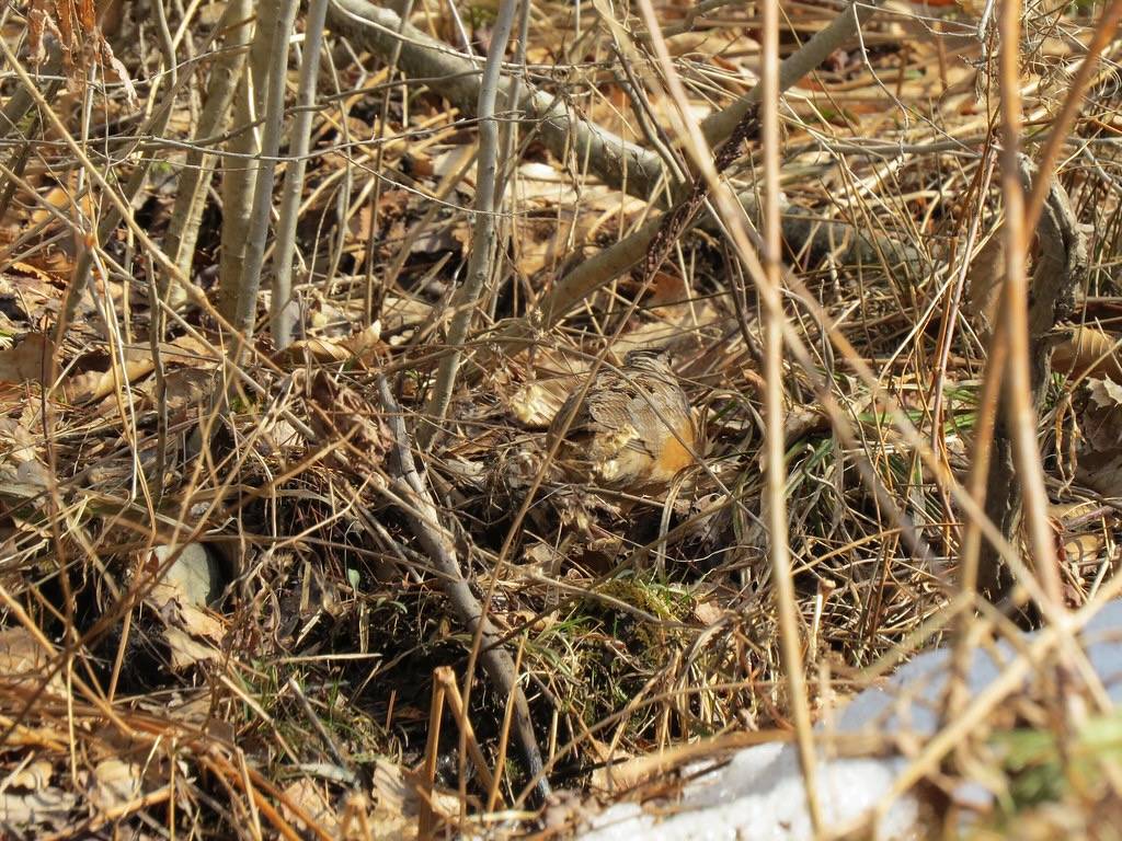 American Woodcock by Fyn Kynd is licensed under CC BY 2.0.